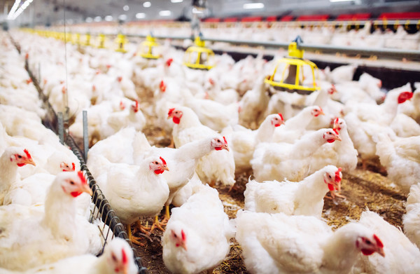 Intensive farming set to ramp up if planned pig and poultry farms approved