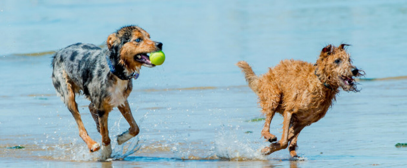 Dogs off clearance lead